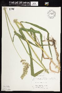 Phalaris arundinacea image