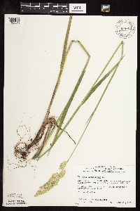 Phalaris arundinacea image