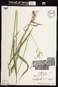 Phalaris arundinacea image