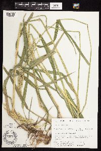 Phalaris arundinacea image