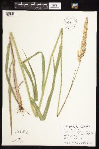 Phalaris arundinacea image