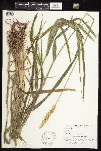 Phalaris arundinacea image