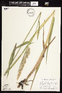 Phalaris arundinacea image