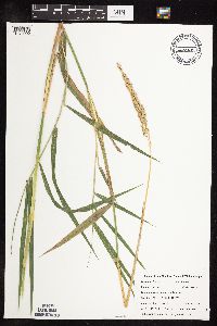 Phalaris arundinacea image