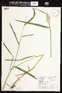 Phalaris arundinacea image