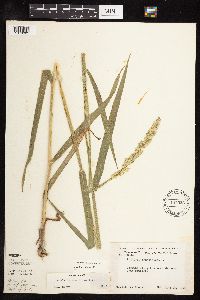 Phalaris arundinacea image
