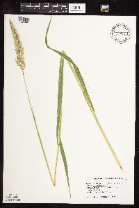 Phalaris arundinacea image