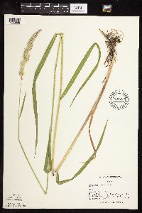 Phalaris arundinacea image