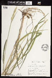 Media resource of Phalaris arundinacea