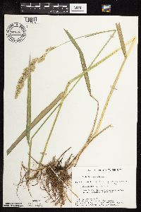 Phalaris arundinacea image