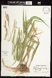 Phalaris arundinacea image