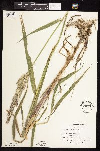 Phalaris arundinacea image