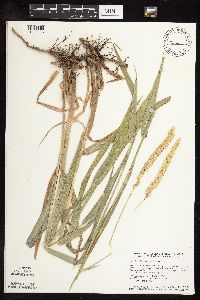 Phalaris arundinacea image