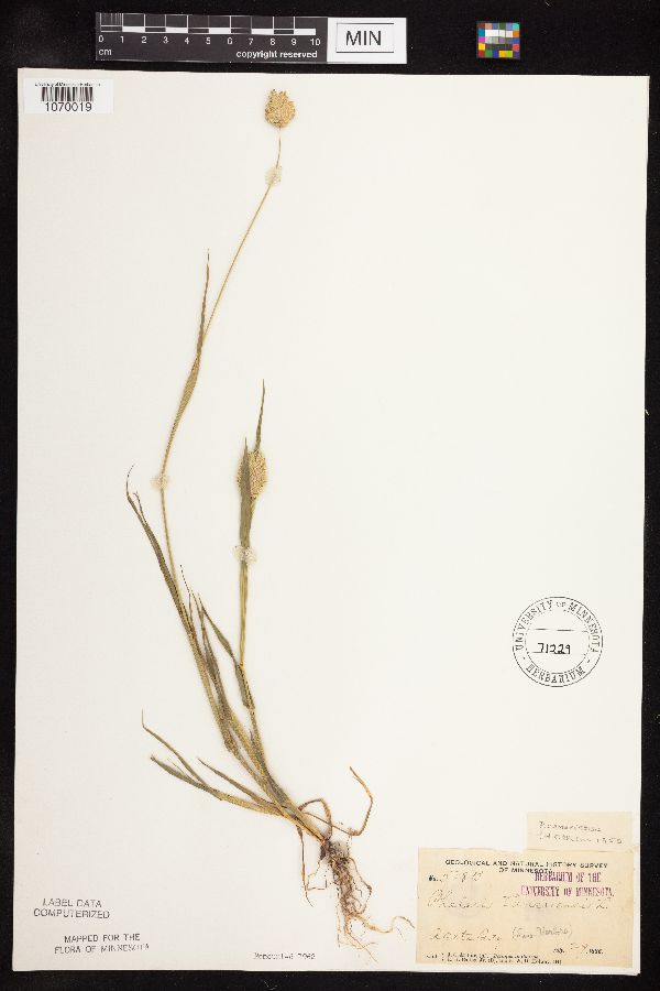 Phalaris canariensis image