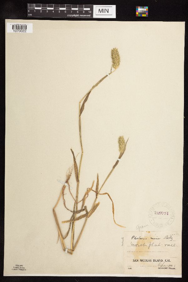 Phalaris minor image