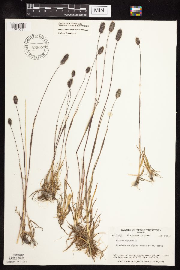 Phleum alpinum image