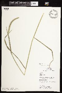 Phleum pratense image