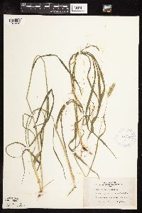 Phleum pratense image