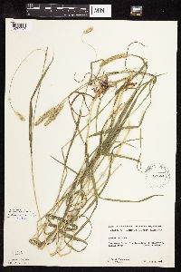 Phleum pratense image