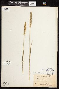Phleum pratense image