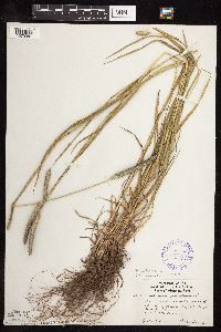 Phleum pratense image