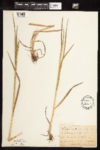 Phleum pratense image