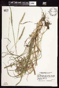 Phleum pratense image