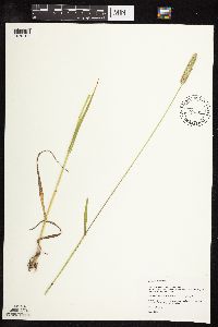 Phleum pratense image
