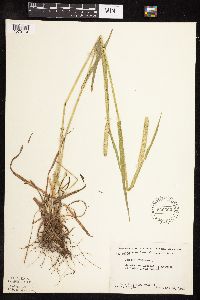 Phleum pratense image