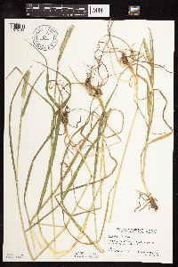Phleum pratense image