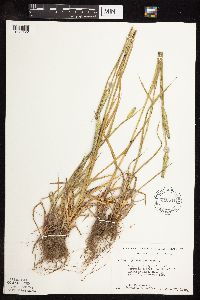 Phleum pratense image