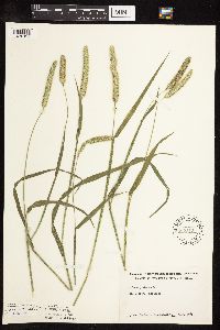 Phleum pratense image