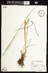 Phleum pratense image