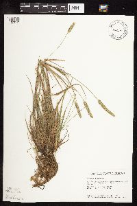 Phleum pratense image