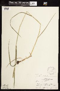 Phleum pratense image