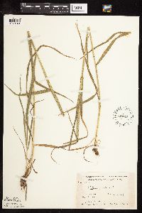 Phleum pratense image