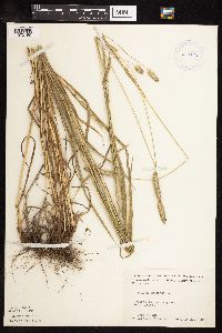 Phleum pratense image