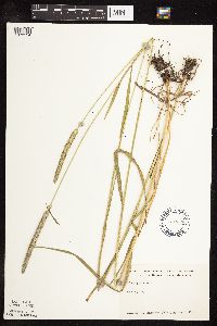 Phleum pratense image