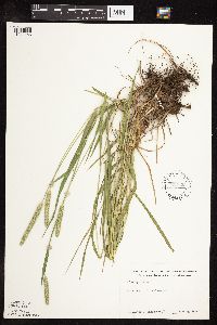 Phleum pratense image