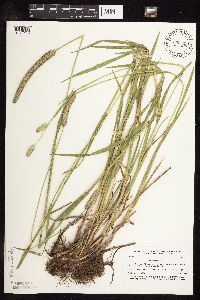 Phleum pratense image
