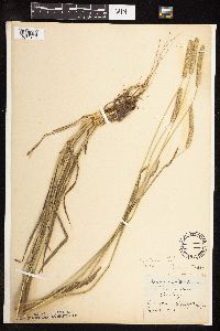 Phleum pratense image