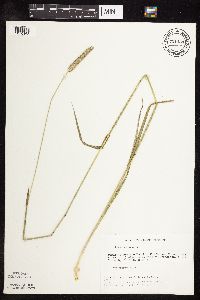 Phleum pratense image