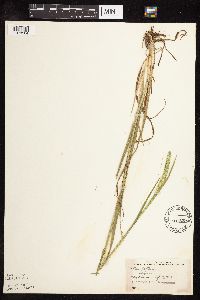 Phleum pratense image