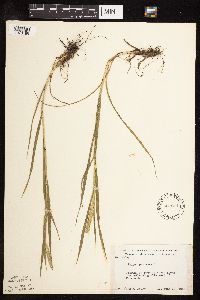 Phleum pratense image