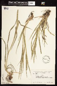 Phleum pratense image
