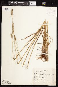 Phleum pratense image