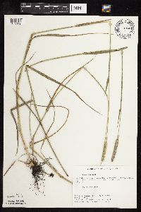 Phleum pratense image