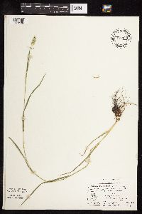 Phleum pratense image