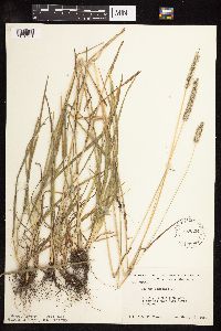 Phleum pratense image