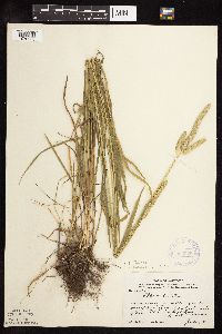 Phleum pratense image